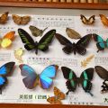 巴西蝴蝶標本