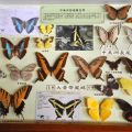 中美洲蝴蝶標本
