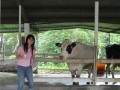 台東初鹿牧場-喝最新鮮的牛乳照片